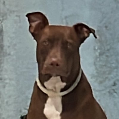 Suedfreitas's profile picture. 