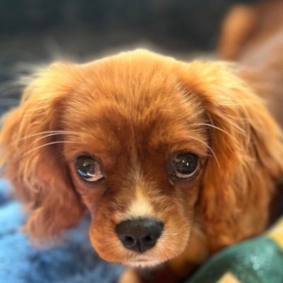 Texas Cavaliers, Proud Members of the #CavPack, Auntie Lesley’s boys, Named for Hank Williams & George Strait, We’re tough under our fluff ♥️🐾