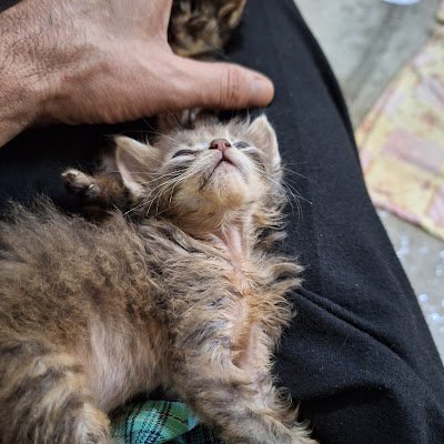 treydaz1361's profile picture. 