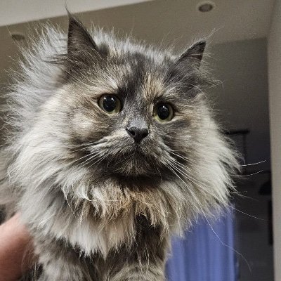 gpastropdinspi's profile picture. i study medicine and i have a cat 👍 UP🩺
Un jour je serai psychiatre