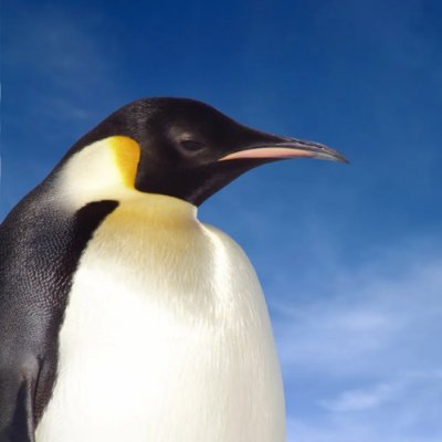 Pengo102's profile picture. An ally to the LGBTQHDMI+ community!