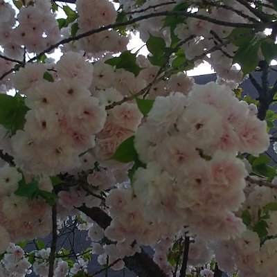 はじめまして。よろしくお願いします。時々気まぐれでポストしてます。リポストもしてます💦かわいいのや、ピンク系が好きです。