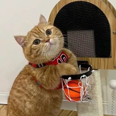 มัมหมีลูก2 @patrick_pppat #แพทริค🐰@cucopper11 #COPPERdechawat🐈 ||💗หวีดเจ๊แคน #CHIQUITA🐈⬛ทีมเบ้บน้อบ #ALANpasawee🐶 || รีวิว.#Rainyy_rv