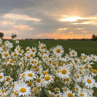 enl_lnj's profile picture. هاوية ومُحبة للكروشية والأعمال اليدوية 🌸🧶🪡
صُنع بحُب🧶💜