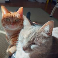 アル中猫 アル中猫さん（THE ALFEE中毒）ボヤきシリーズ - YouTube