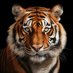 DouglasTigerFootball (@douglasfootbal1) Twitter profile photo DouglasTigerFootball (@douglasfootbal1) Twitter profile photo