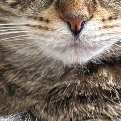 zainabchau's profile picture. 