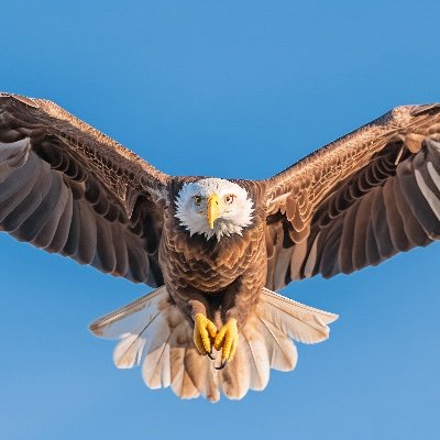 HunterSilient's profile picture. Rts aren't endorsement. Strictly No DMs ❌