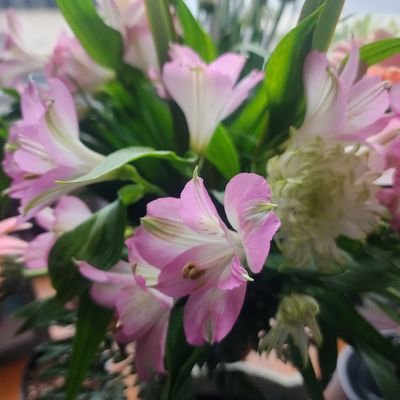 RositaStellar's profile picture. 