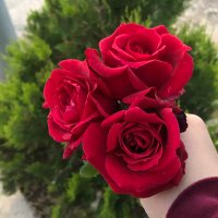 Manar🕊💜 (@manarbt00sh) 's Twitter Profile