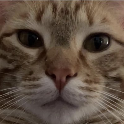 kerubin_png's profile picture. chico cat