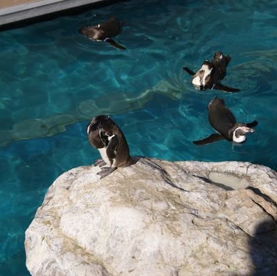 SR___0801's profile picture. 高2模型やってます。
鉄道関連などを主な趣味でやってます。事業用車が好きです。
メルカリで模型関連やってます。
エヴァ大好き❤