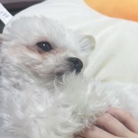 🐈8️⃣ (@_288103) 's Twitter Profile