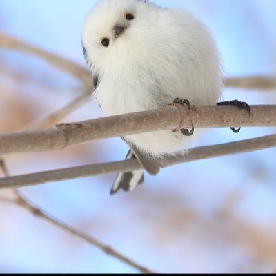 あっと言う間に「高齢者」の仲間入り。 一度きりの人生だから、これからは自分に優しく生きる❣️ 「中道」 寂しさがXで救われています♡ 無言フォロー、失礼等お許しください。読んで下さりありがとうございます😊
