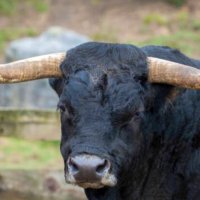 Birminghambull🐂 (@bmhambull) 's Twitter Profile