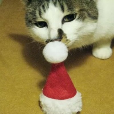 tenchobi265287's profile picture. 