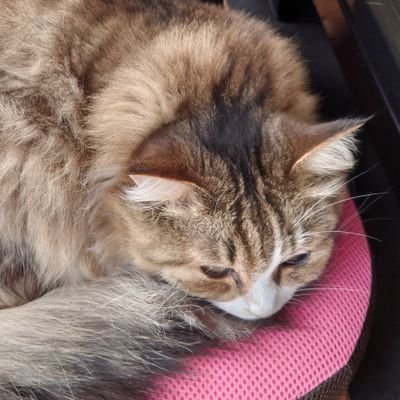 ゆき猫 ₍₍🐈‍⬛⁾⁾ᴺʸᵃ˜さんのプロフィール画像