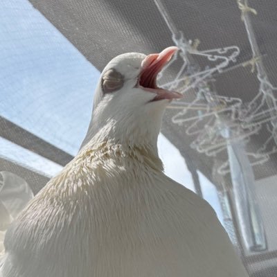 2020年6月に土鳩のちょりを保護して鳩の可愛さに撃たれた人。ちょりは無事に巣立ちました。2020年9月26日→クジャクバトのむぎちゃん(♂)をお迎えしました。何よりもむぎが大切。飼い主はただのオタクです。