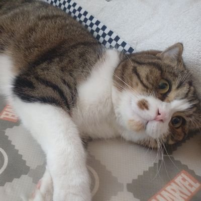 S6wZA4F2a5VStrK's profile picture. 2019年3月より投資開始。株主優待目当てで、投資を始めましたが、現在は、高配当株の購入に力を入れています。インデックス投資も毎月行っています。よかったらフォローお願いします。