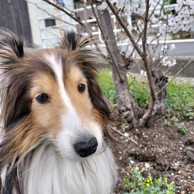 馬が好きだよ。愛犬まめちゃんの移行上皮癌闘病の様子を投稿するよ。まめちゃん2025年4月25日虹の橋へ旅立ちました🌈