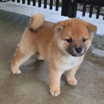 tmaawamo's profile picture. 