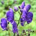 Wolfsbane (@oldwolfsbane) Twitter profile photo Wolfsbane (@oldwolfsbane) Twitter profile photo