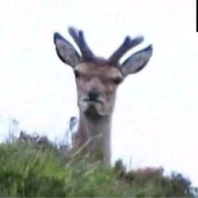 FAqili54919's profile picture. 