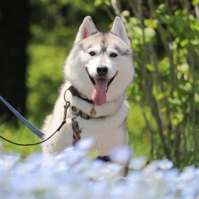 huskymatsuri's profile picture. 茉莉(まつり)ハスキーの女の子🐾20.6.26生▼もち文鳥、女の子🕊21.12.20生