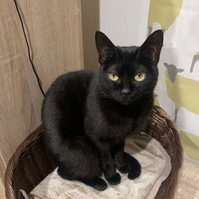 wh2ZLQqd9c39676's profile picture. スパイ防止法制定
韓国ドラマ、サスペンスドラマ好き