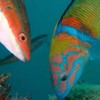 Senior researcher at the Institut de Ciències del Mar (CSIC). Marine biologist. Views are my own.
