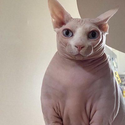 7pak2's profile picture. *adult* 
자기소개: 잔류형 거북도사의 물약