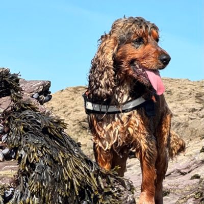 I’m a Cornish sable cocker spanner. Luving da coast and da sea 🌊 Trained as a nautical acquisition and redistribution specialist (a Pirate) dawg