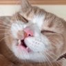 deco_c_'s profile picture. 猫を養って生きていく
