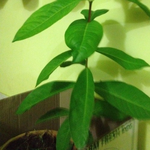 lavendly's profile picture. maldivian