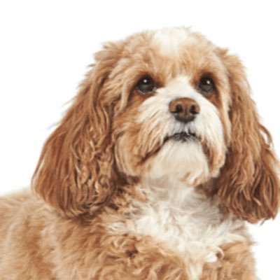 vyu6e's profile picture. 主にTKL