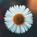 Çiçek (@ferhatgry1) Twitter profile photo Çiçek (@ferhatgry1) Twitter profile photo