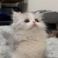 おそば @JAPAN JAM5.5 (@ml3yr) 's Twitter Profile