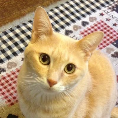 フルート奏者。猫好き、音楽好き、空好き、ジョナサン・ラーソン、刄田綴色、奥田民生、松岡直也、クラッシック音楽、ラテン、ジャズ、ラテンフュージョン、ロック、フラメンコギター、シャンソン、タンゴ、アイリッシュ、ラグタイム、邦楽も好き。保護猫4匹飼ってます。 無言フォローお許しくださいね。😘