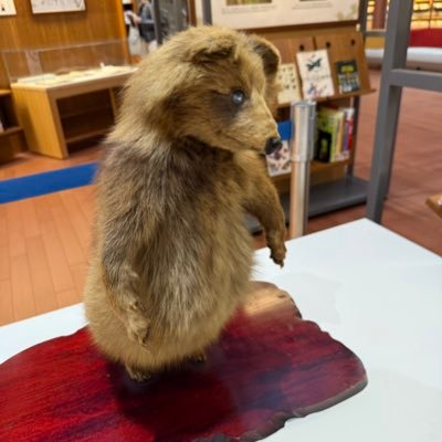 SHIAGARU SAUNA所属。アロマテラピーアドバイザー、アロマハンドセラピスト、アロマブレンドデザイナーなどサウナと香りの調和を考えてます。