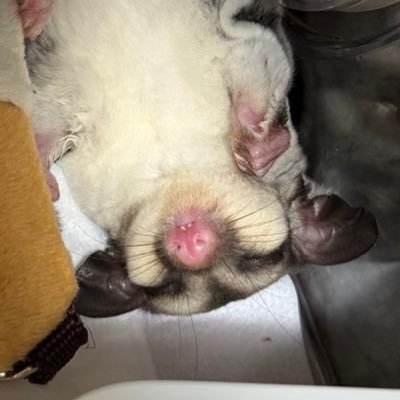 mofumomo99's profile picture. 🩶💛🩵💜🧡❤️💚👽🐺