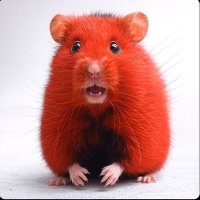 Hamster Ansioso 2 (@hamsteransioso2) 's Twitter Profile