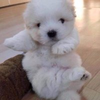 구독계입니다 (@abcchzhffpt123) 's Twitter Profile