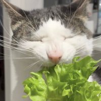 ๐๐๐๐ (0/11lbs) (@skinnyacqua) 's Twitter Profile