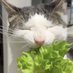 𝑉𝑎𝑛𝑖 (0/11lbs) (@skinnyacqua) Twitter profile photo 𝑉𝑎𝑛𝑖 (0/11lbs) (@skinnyacqua) Twitter profile photo