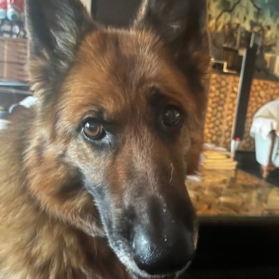 PommyPom7's profile picture. 