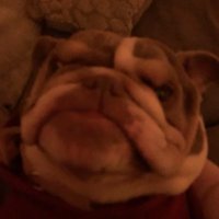 Team Monkey Shlawg (@monkeyshlawg) 's Twitter Profile Photo