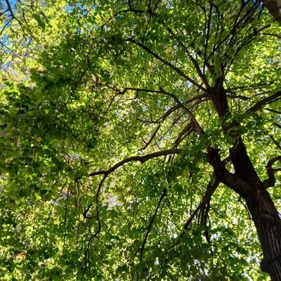 caromantinann's profile picture. yo daría hasta mi sueño por ver la farsa fallar