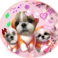 くーた、ミミ、ぽて、てと、のの (@mimi20210813) 's Twitter Profile Photo