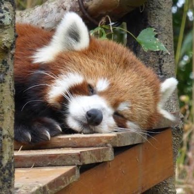 Nisitakesi's profile picture. valorant 最高A1 @smthlikeyou11