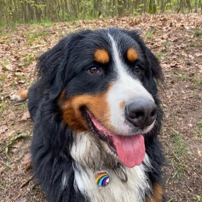 andyrvua's profile picture. 